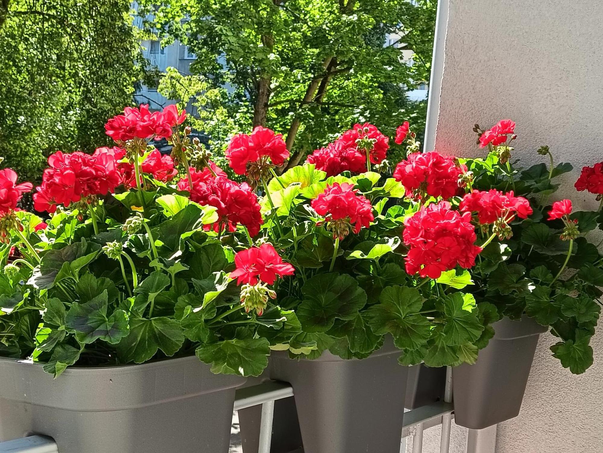 Apartament Ale Laba Kolobrzeg Dış mekan fotoğraf